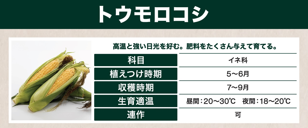 島忠で買えるトウモロコシ