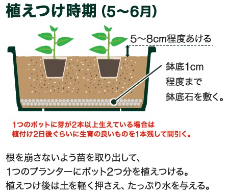 島忠で買えるトウモロコシ