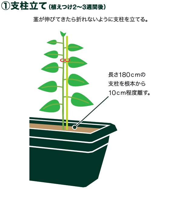 島忠で買えるトウモロコシ