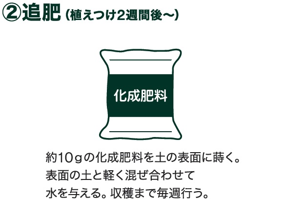 島忠で買えるトウモロコシ