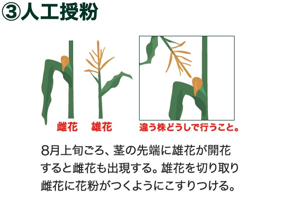 島忠で買えるトウモロコシ