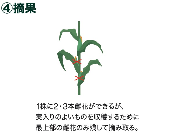 島忠で買えるトウモロコシ