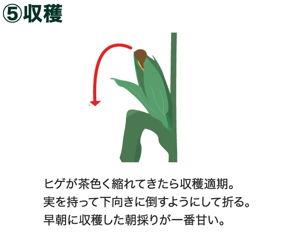 島忠で買えるトウモロコシ