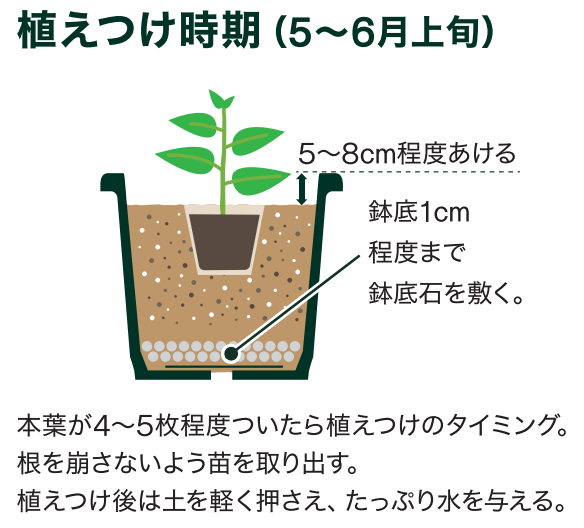 島忠で買えるナス