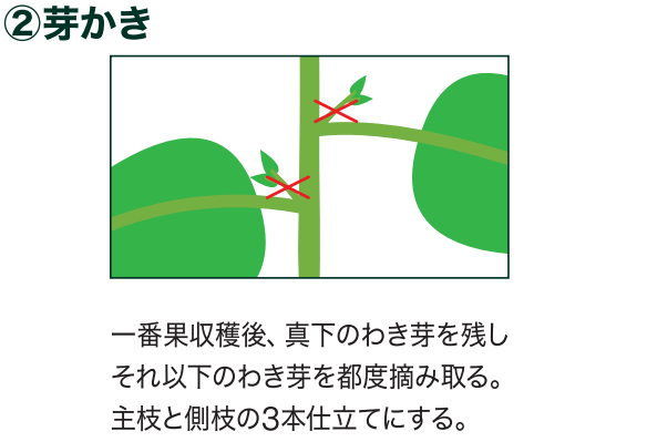 島忠で買えるナス