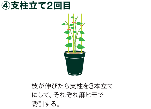 島忠で買えるナス
