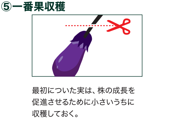 島忠で買えるナス