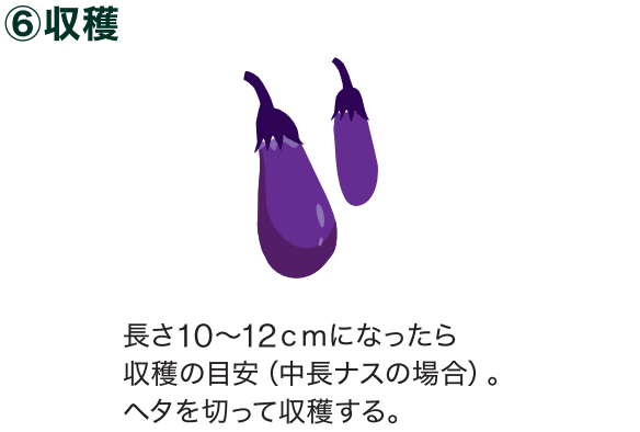 島忠で買えるナス
