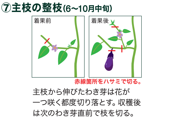 島忠で買えるナス