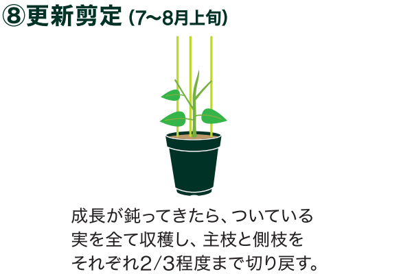 島忠で買えるナス