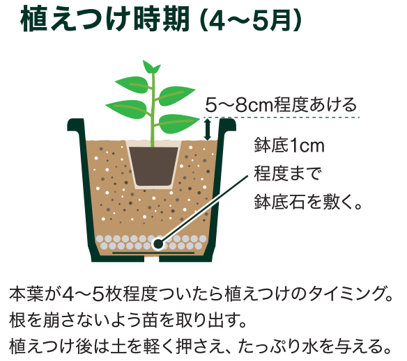 島忠で買えるピーマン