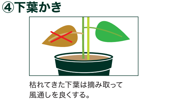 島忠で買えるピーマン