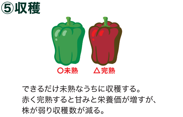 島忠で買えるピーマン