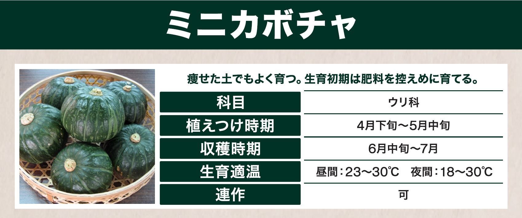 島忠で買えるミニカボチャ