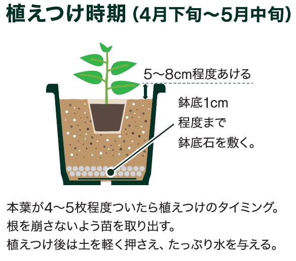 島忠で買えるミニカボチャ
