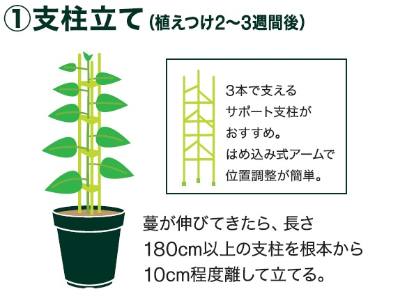島忠で買えるミニカボチャ