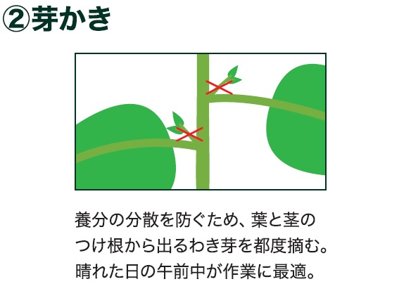 島忠で買えるミニカボチャ