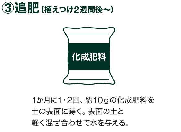 島忠で買えるミニカボチャ