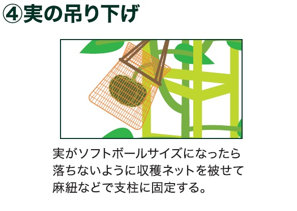 島忠で買えるミニカボチャ