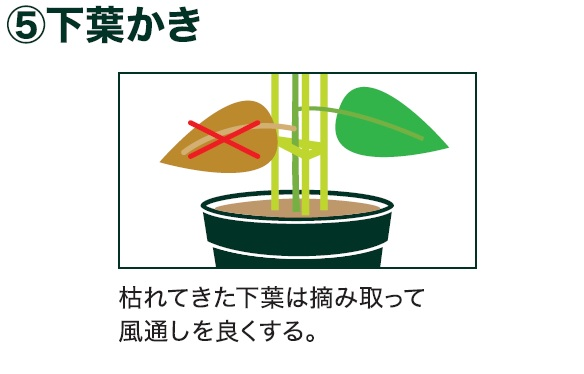 島忠で買えるミニカボチャ