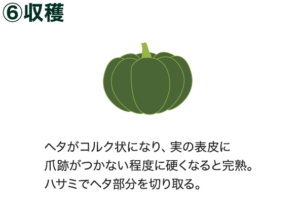島忠で買えるミニカボチャ