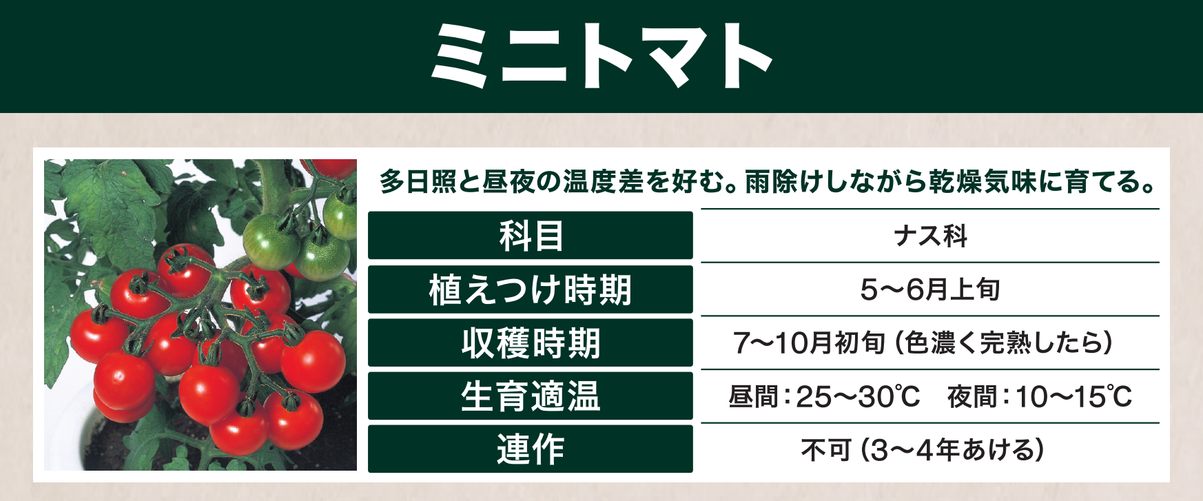 島忠で買えるミニトマト