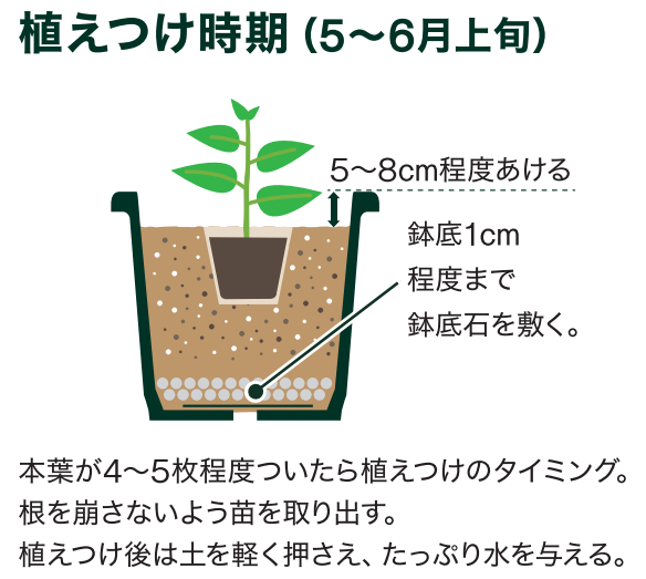 島忠で買えるミニトマト