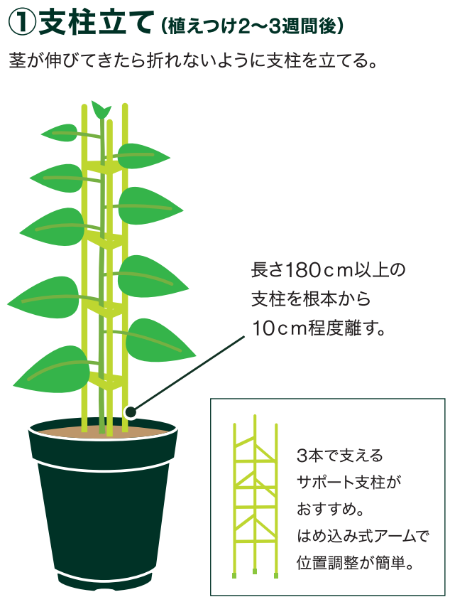 島忠で買えるミニトマト