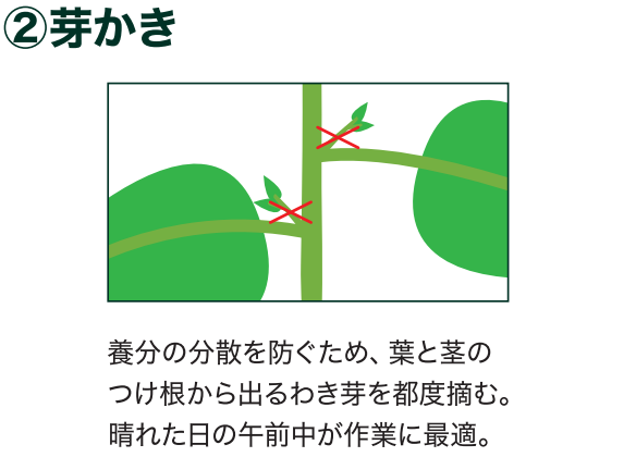 島忠で買えるミニトマト