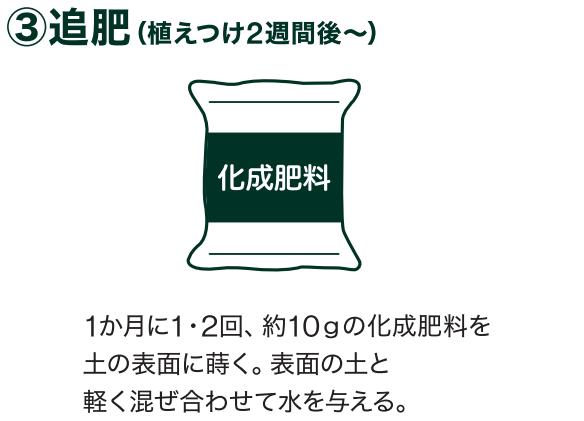 島忠で買えるミニトマト