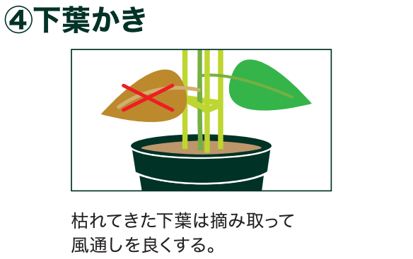 島忠で買えるミニトマト