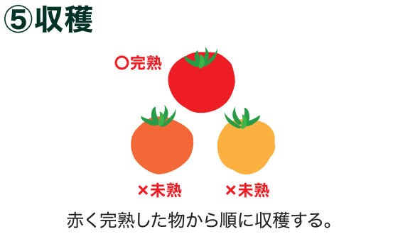 島忠で買えるミニトマト