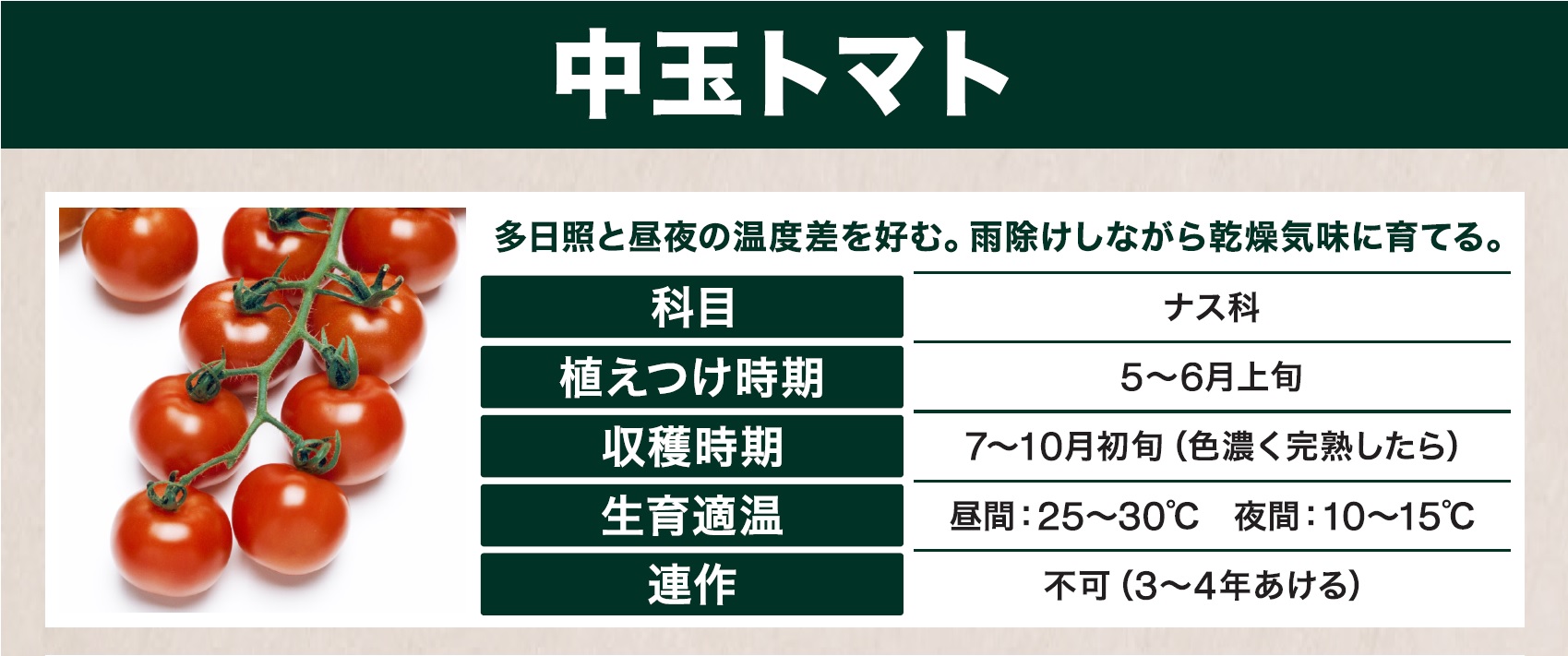 島忠で買える中玉トマト