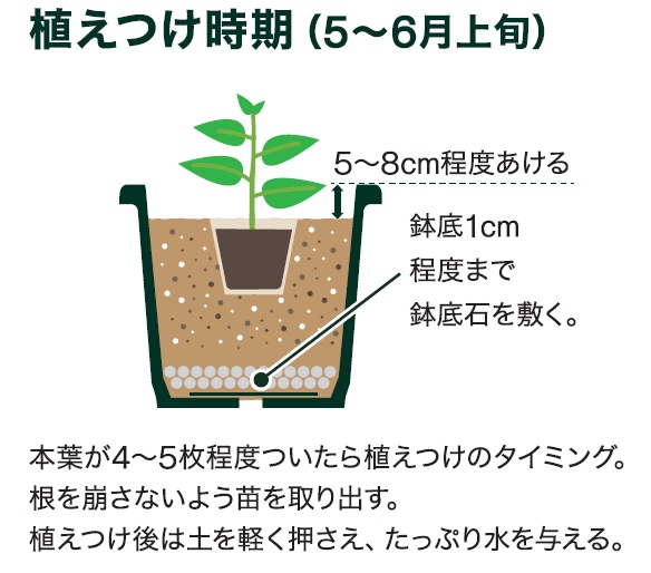 島忠で買える中玉トマト