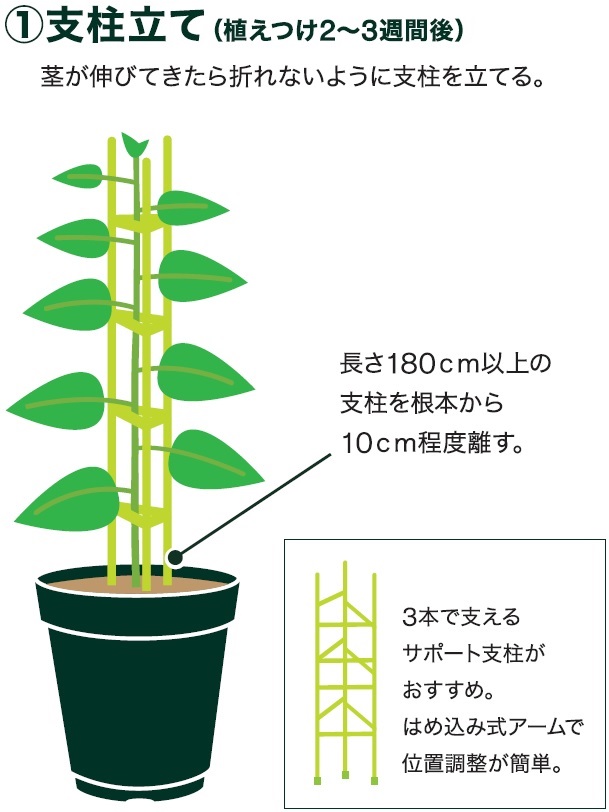 島忠で買える中玉トマト