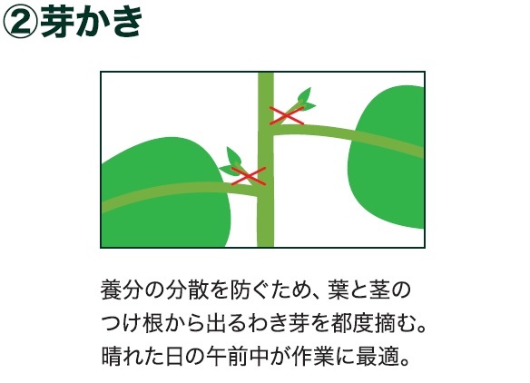 島忠で買える中玉トマト