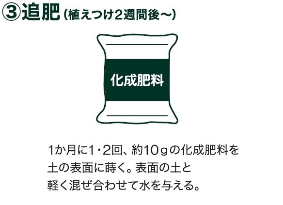 島忠で買える中玉トマト