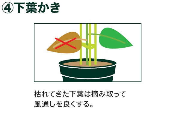 島忠で買える中玉トマト