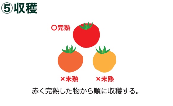 島忠で買える中玉トマト
