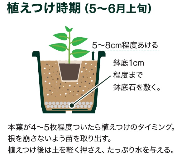島忠で買える大玉トマト