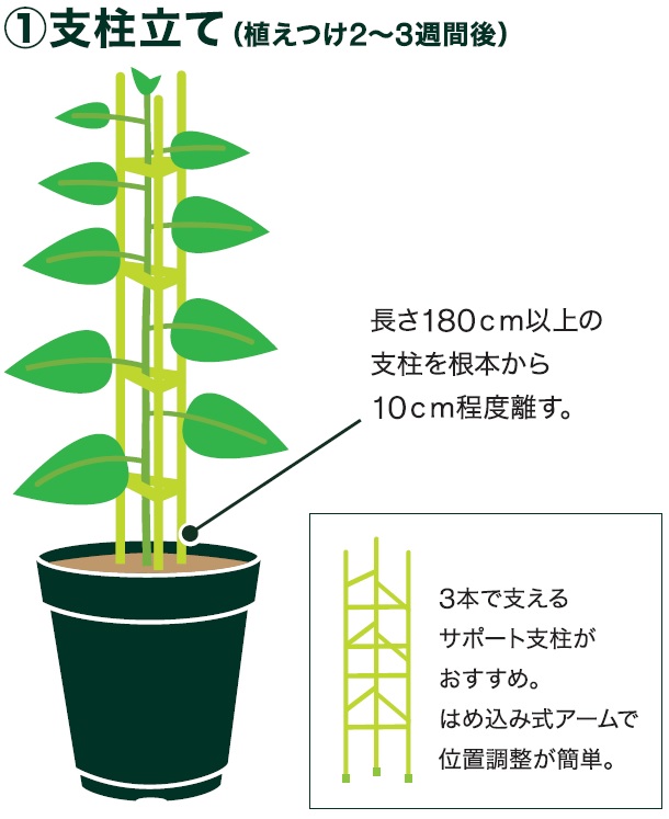 島忠で買える大玉トマト