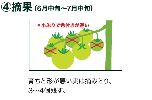 島忠で買える大玉トマト