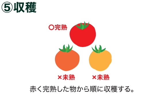 島忠で買える大玉トマト