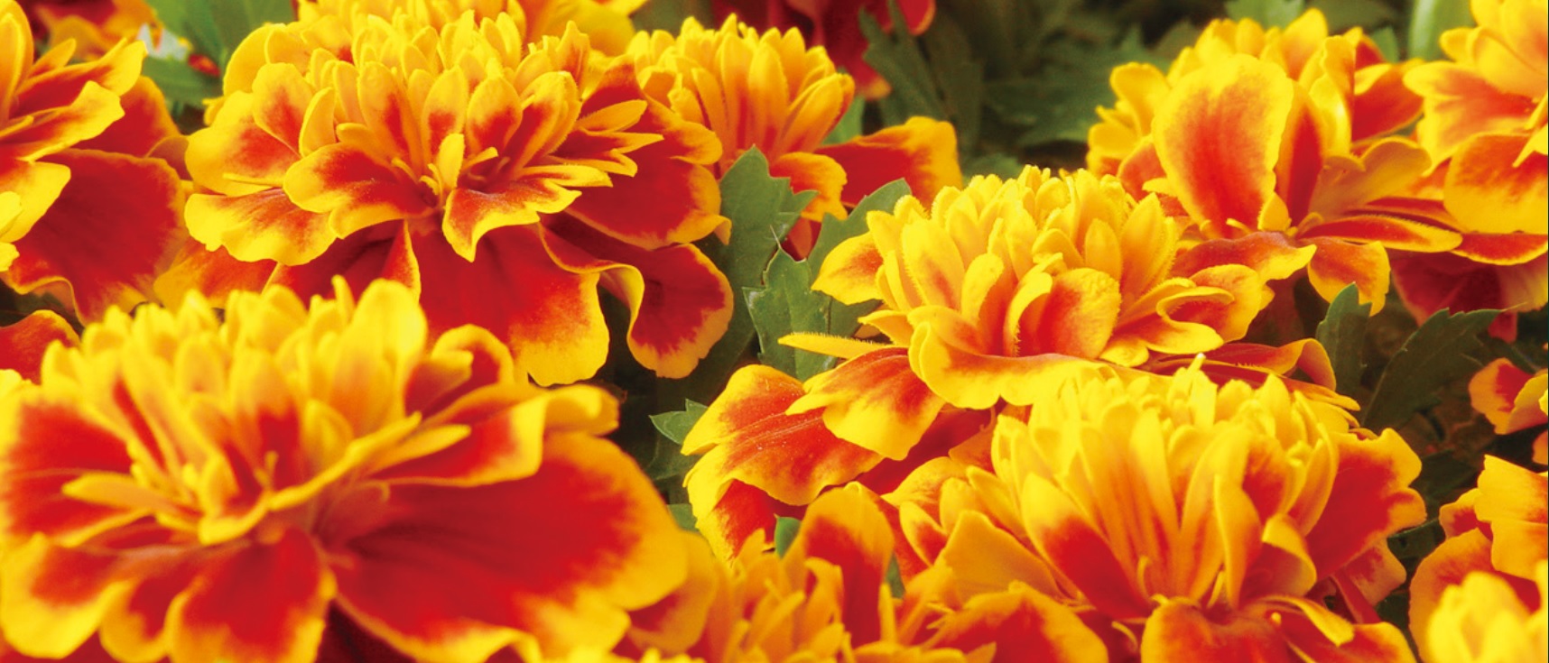 ☆小花たくさんの花かんむり♡黄色 白 オレンジ（黄色ナチュラル花冠  