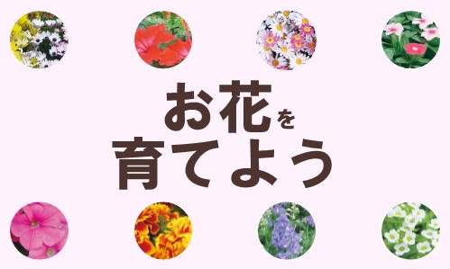 春に植えるお花の種類