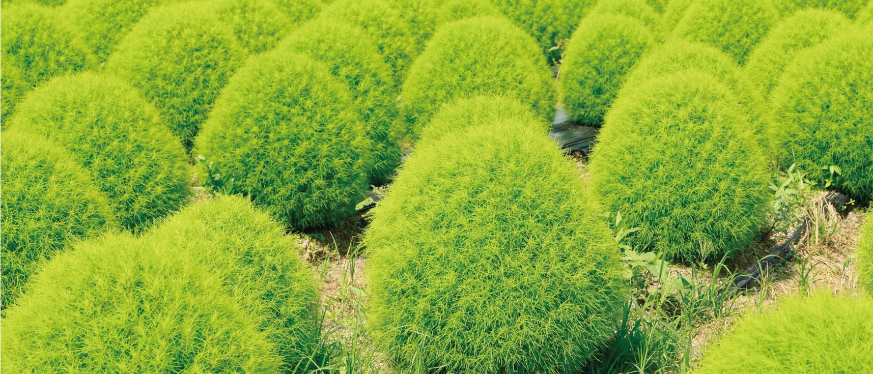 コキア（ホウキ草）