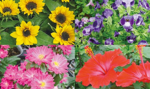 夏に植えるお花の種類