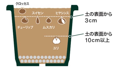 植えつける深さ