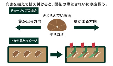 植えつける向き