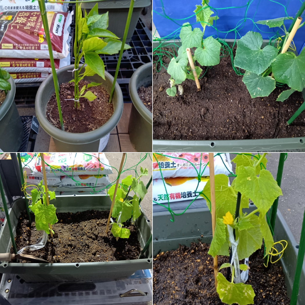 苗植え